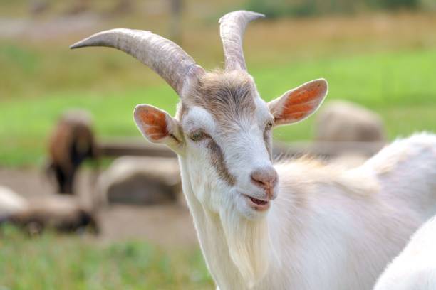 istock Closeup of a beautiful white goat 1446412984