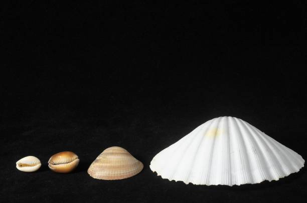 sea shell , cyfrowy , fotografia, obraz - chiton zdjęcia i obrazy z banku zdjęć