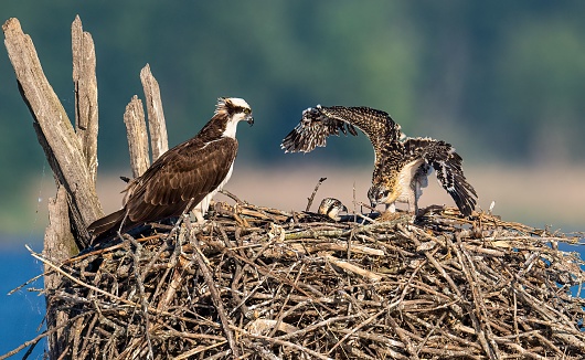 A closeup of an Osprey bird sitting on the edge of its nest feeding its hatchlings