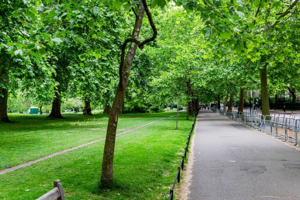 istock Green field with trees at the sidewalk 1446413857