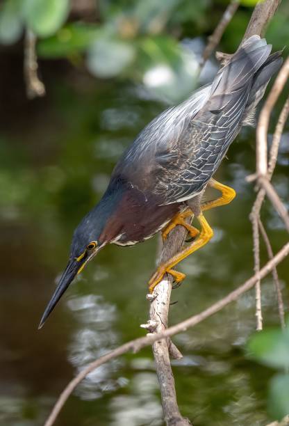 istock Closeup of a green heron perched on a tree branch, a vertical shot 1446413868