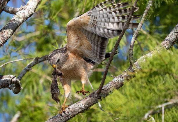 istock Closeup of a Red Shouldered hawk perched on a tree branch with prey in its beak 1446413873
