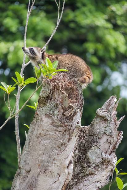 istock Closeup of a racoon perched on a tree trunk, a vertical shot 1446414126