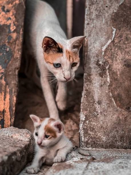 istock Vertical closeup of an Aegean cat approaching its kitten 1446414227