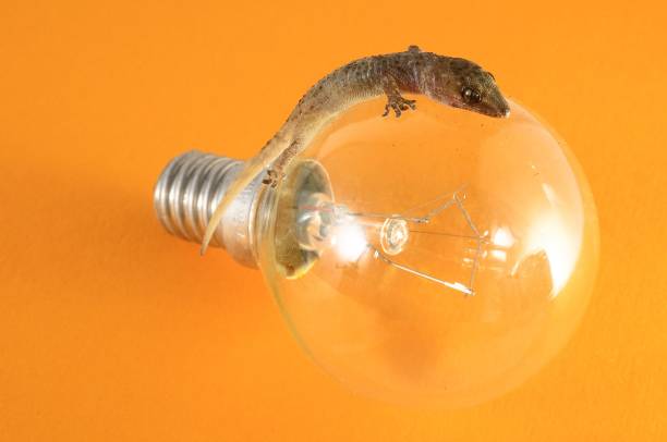 One Small Gecko Lizard and Light Bulb on a Colred Background
