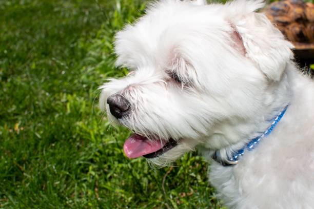 istock Closeup shot of white puppy 1446414399