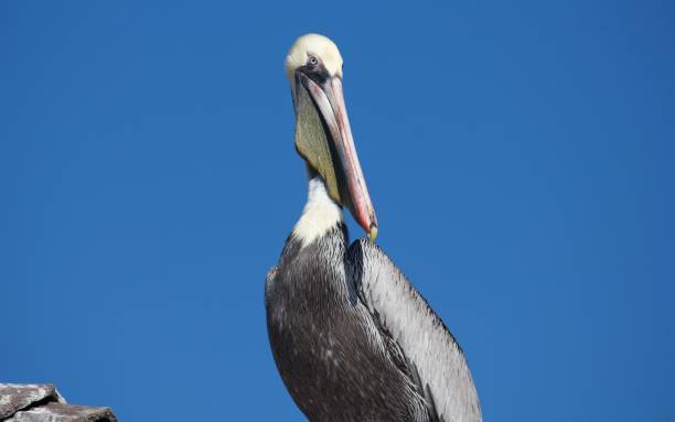 istock White big pelican against a clear blue sky 1446414601