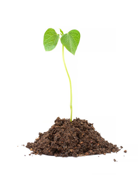 istock Seedling sprout growing isolated on white background 1446414754