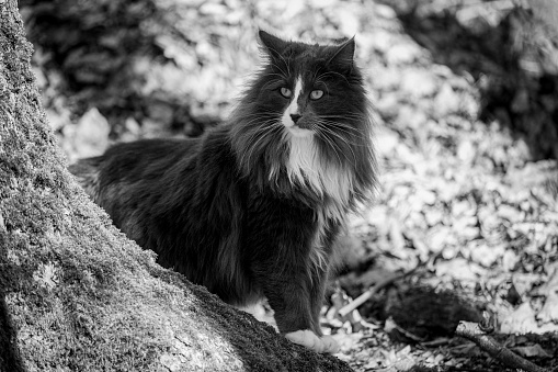 a pure breed Norwegian Forest Cat hunting in wilderness