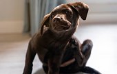 small labrador retriever puppy hound fights itching by scratching with his paw