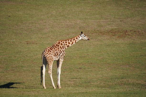 istock Red-spotted giraffe standing on a green field on a sunny day 1446415271