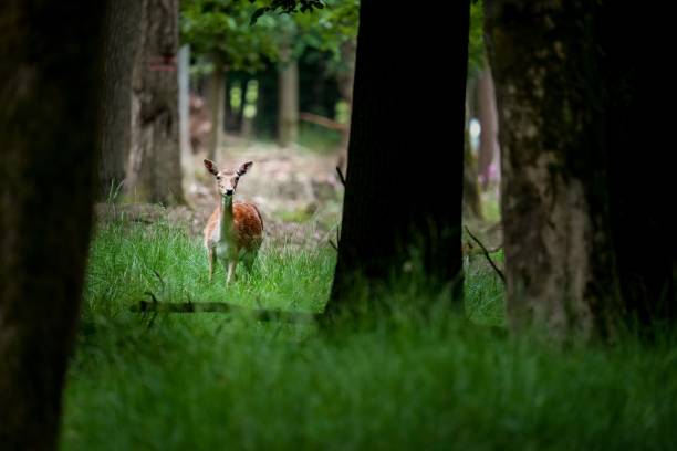 istock Beautiful deer in its natural habitat 1446415324