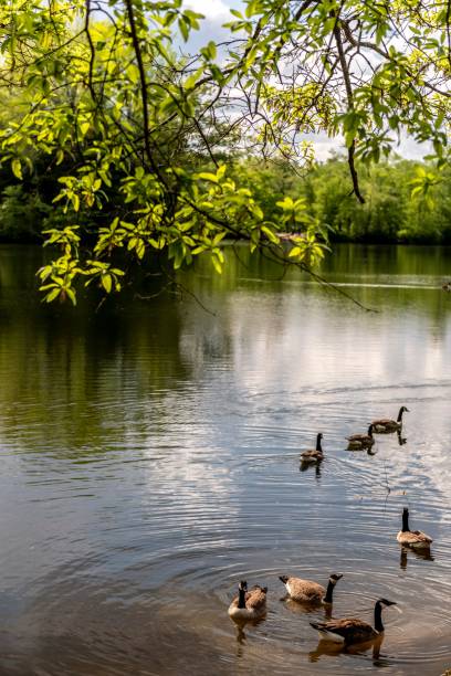 istock Vertical shot of ducks on the surface of a lake surrounded by lush trees 1446415519