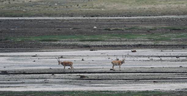 istock Beautiful impalas in a dry field 1446415621