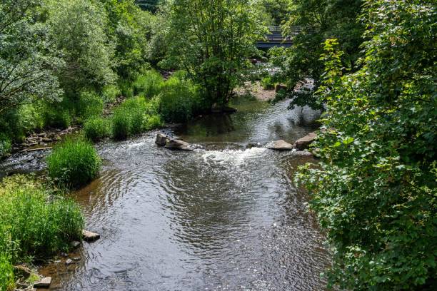 istock Scenic display of a shallow river surrounded by leafy green trees and vegetation 1446415921