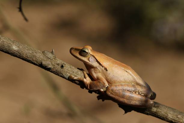 istock Polypedates megacephalus Hallowell, 1861 1446415967