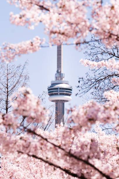 си-эн тауэр во время сезона цветения сакуры - spring vertical cherry blossom color image стоковые фото и изображения