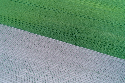 aerial view of plowed fields and crops of leguminous and cereal crops
