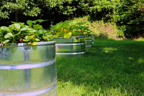 istock View of plants growing in metal raised beds 1446417183