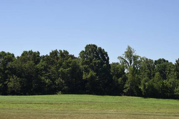 istock Empty grass field with trees and a clear sky in the background 1446417193
