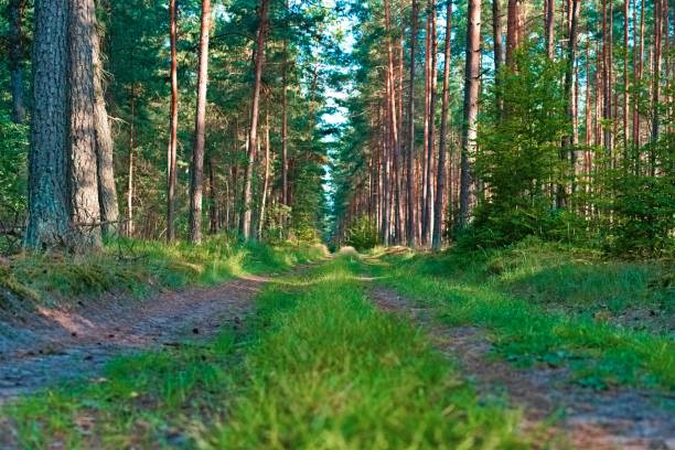 istock Beautiful forest in Masuria, Poland 1446417367