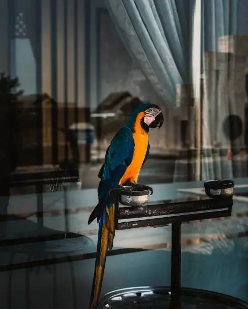 A vertical shot of a Blue-and-yellow Macaw bird perched on a feeder