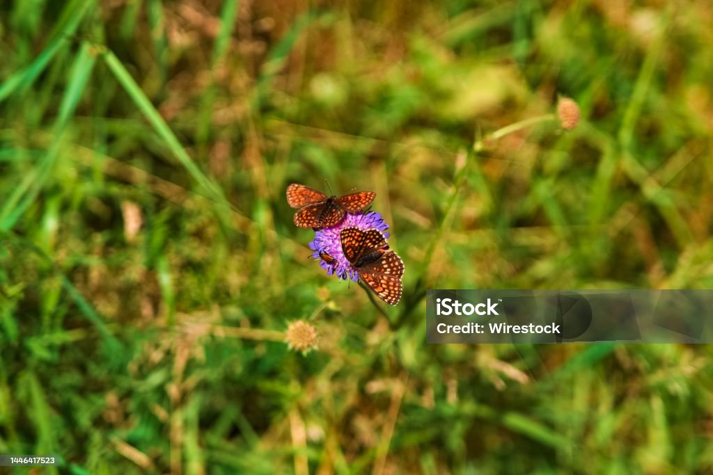Close-up of Atalia checker (Melitaea athalia) butterflies resting on a wildflower in a field A close-up of Atalia checker (Melitaea athalia) butterflies resting on a wildflower in a field Agricultural Field Stock Photo