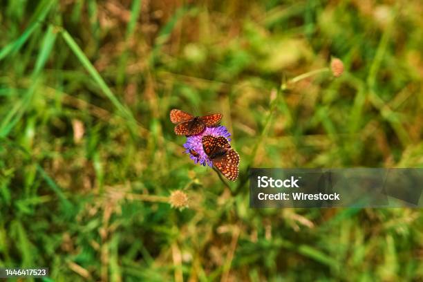 Closeup Of Atalia Checker Butterflies Resting On A Wildflower In A Field Stock Photo - Download Image Now