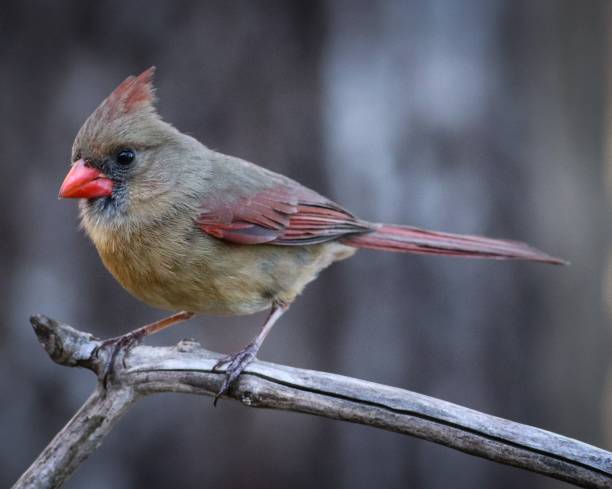 istock Female cardinal bird on a branch of a tree 1446417614