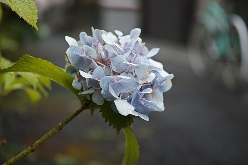 A closeup of blue French hydrangea flowers in the garden