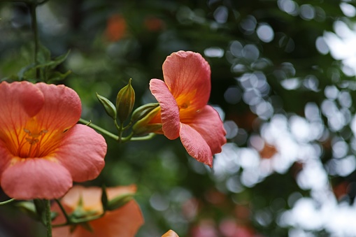 A closeup of red Chinese trumpet vine flowers in the garden