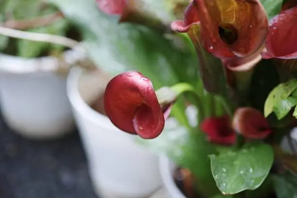 A close-up shot of calla flowers growing in a pot