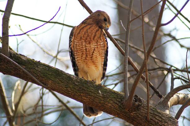 istock Red shoulder hawk perched on a branch in the forest 1446417800
