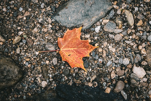 A top view of a dried maple leaf on stones outdoors in autumn