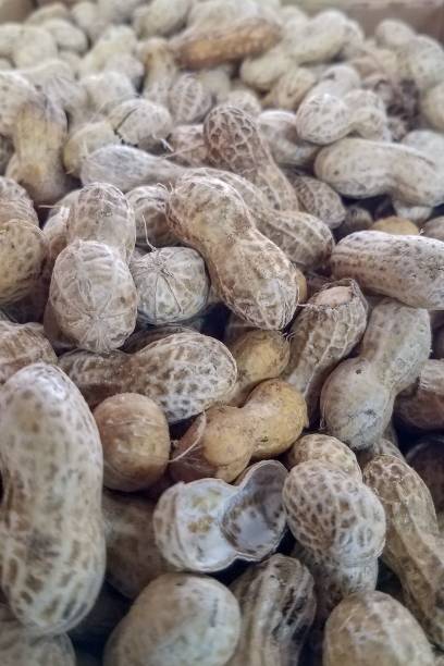 istock Vertical closeup of stack of peanuts in shell 1446417998