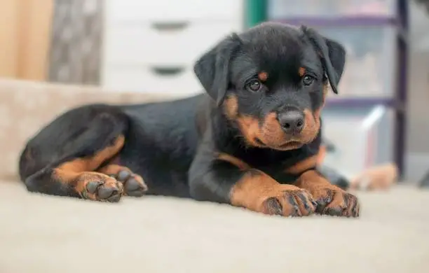 An adorable Rottweiler puppy looking at the camera while resting on the sofa