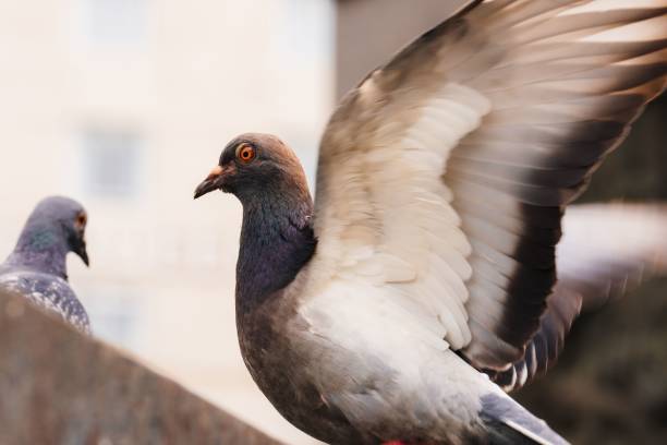 istock Selective of a pigeon on a stone 1446418042