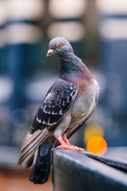 istock Selective of a pigeon on a stone 1446418048