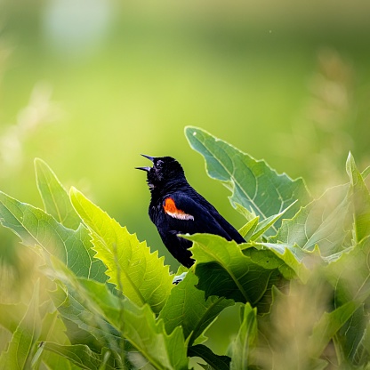 A Red-winged blackbird with open beak perched on branch with green leaves