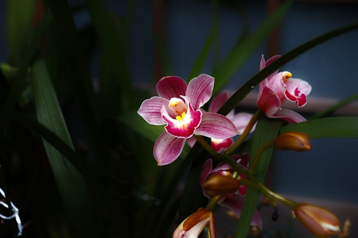 A closeup of detailed pink boat orchid flowers