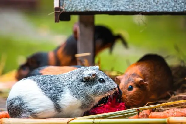 Photo of Closeup shot of cute little guinea pigs with colorful fur in a park in daylight