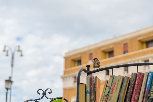 Rome, Italy – May 01, 2018: A Bird on a street book case in Rome