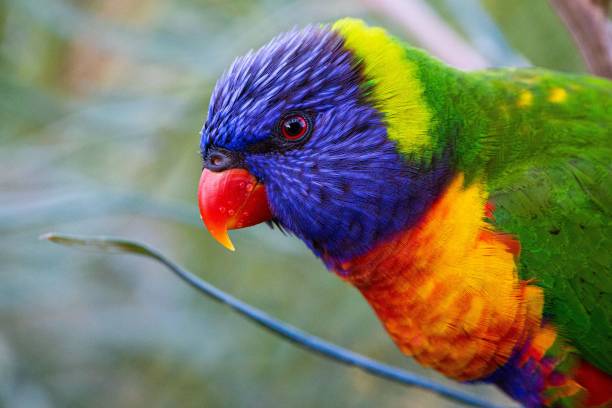 istock Closeup of a rainbow lorikeet portrait 1446418437