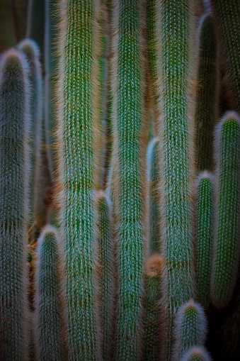 Vertical shot of Cleistocactus hyalacanthus cactus showing needle clusters