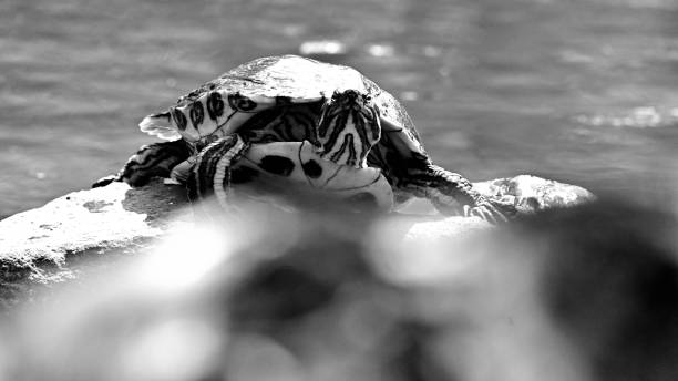 Selective focus shot of turtle under the sunlight