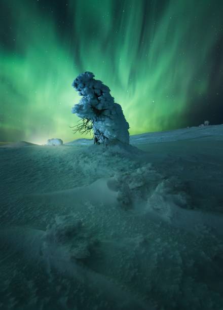 istock Snow-covered field under the beautiful Aurora Borealis sky 1446418582