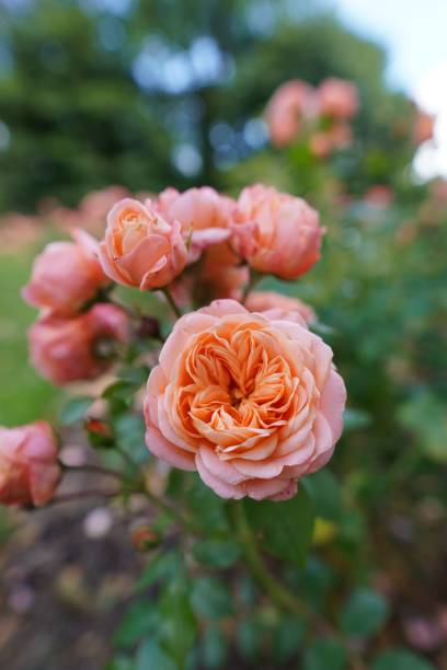 istock Selective focus of Juliet Rose flowers 1446418901