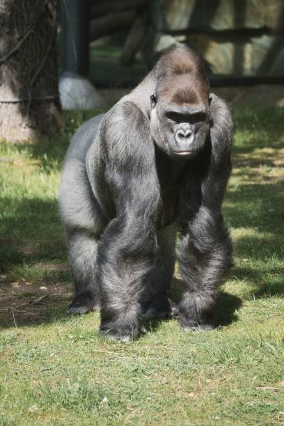 istock Vertical of a big silver back Gorilla standing on green lawn, endangered species 1446418990