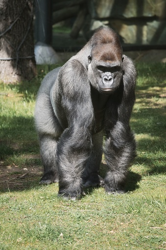 A vertical of a big silver back Gorilla standing on green lawn, endangered species