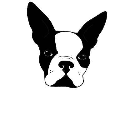 Illustration- Graphic design of a Boston Terrier puppy dog great for website, logo, marketing, advertisement, blogging and so much more.
